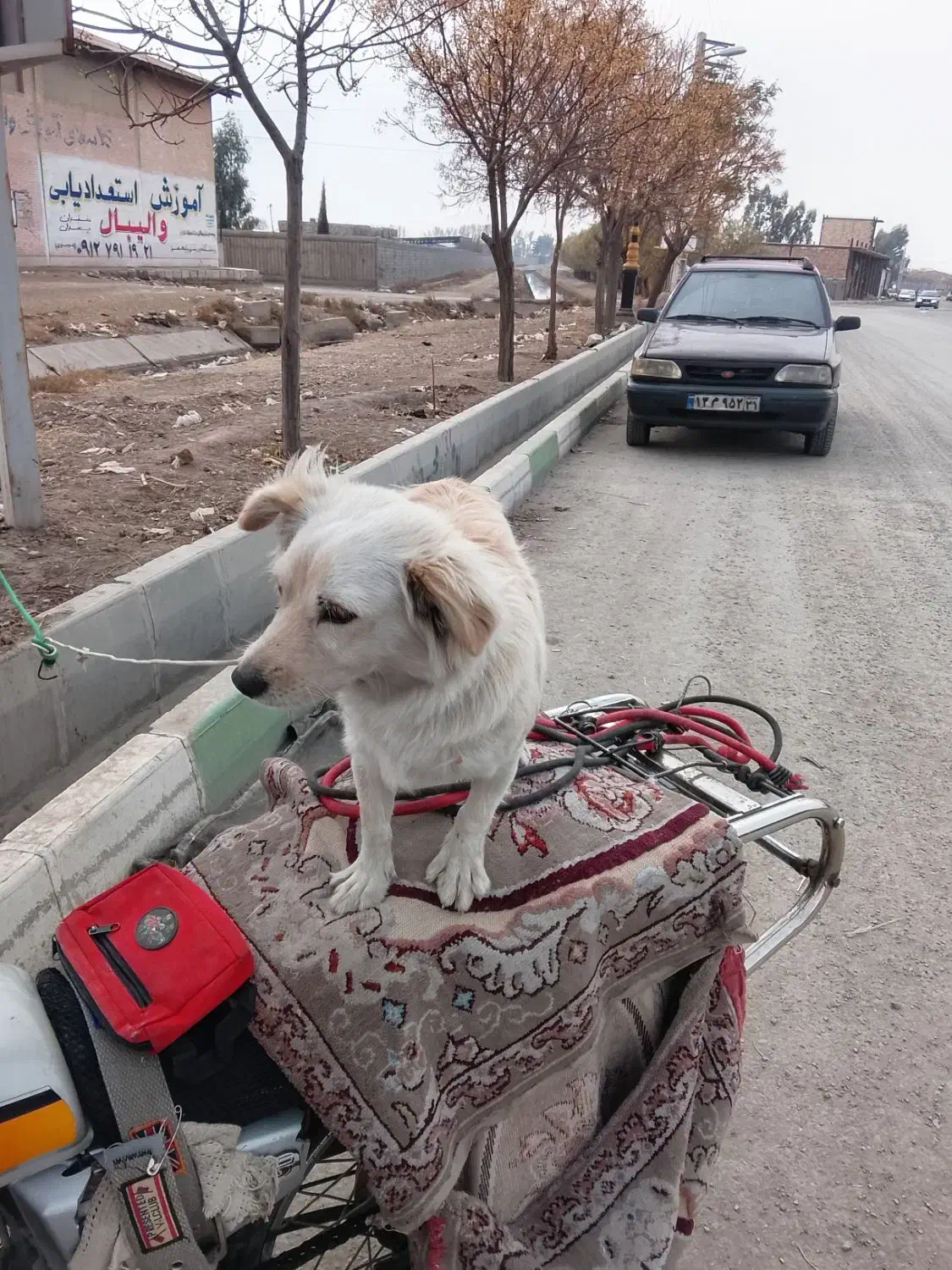 سگ توله 5ماهه|سگ|ورامین, ورامین|دیوار