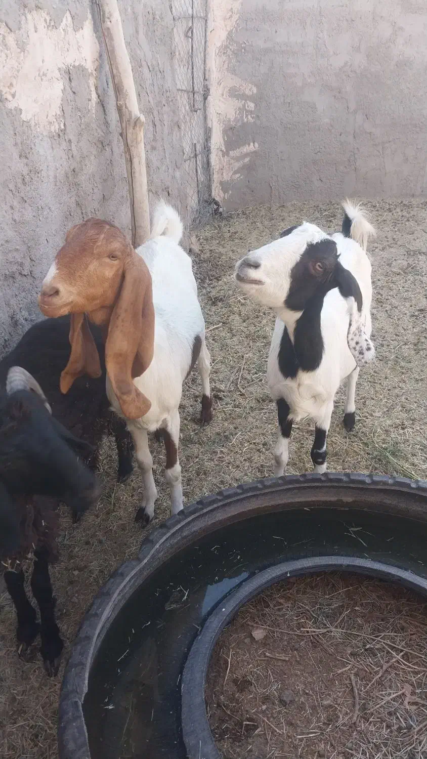 بز پاکستانی پنج آبی|حیوانات مزرعه|رفسنجان, |دیوار
