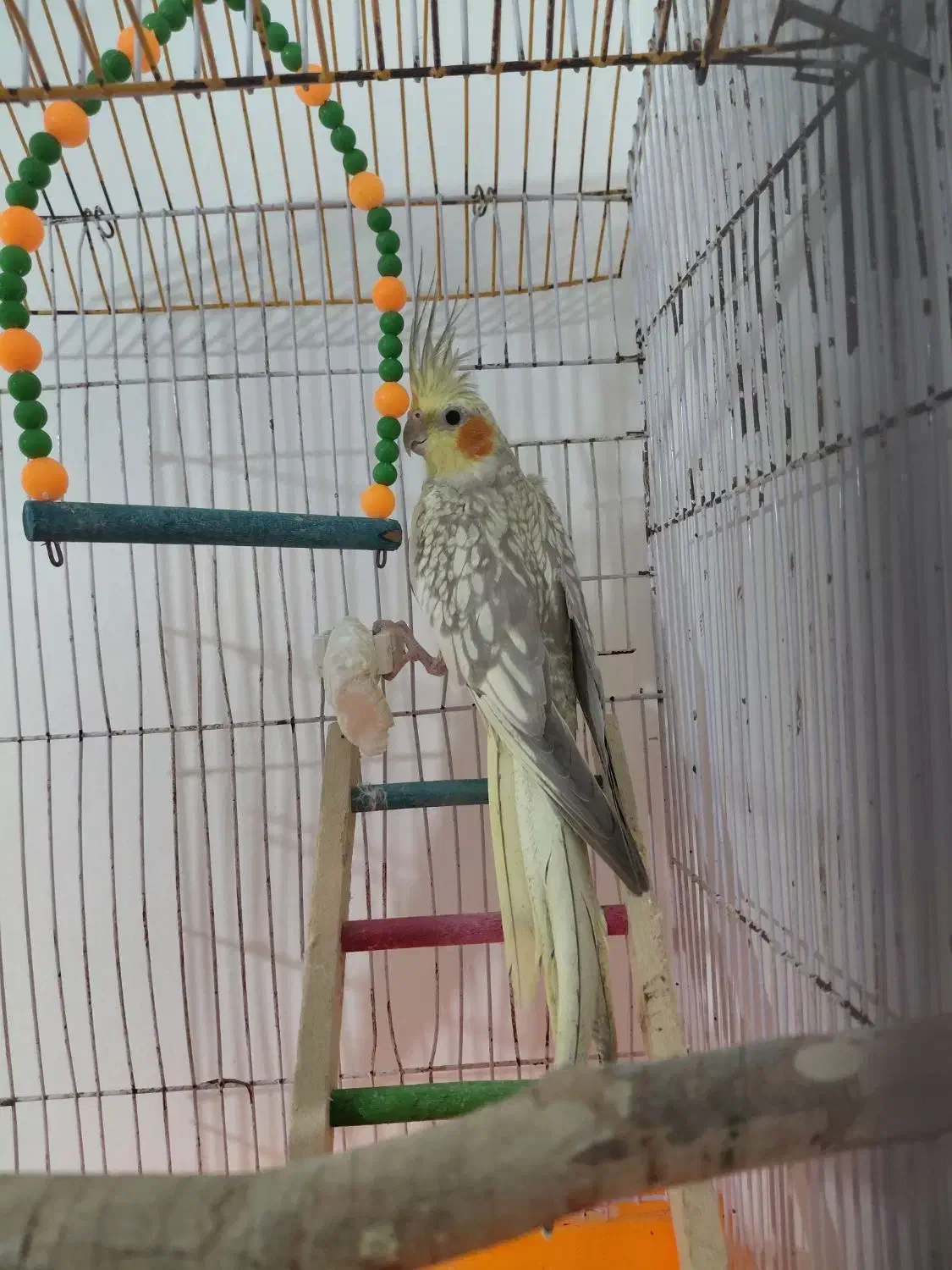 عروس هلندی|پرنده|فردیس, شهرک شهید حسینی|دیوار