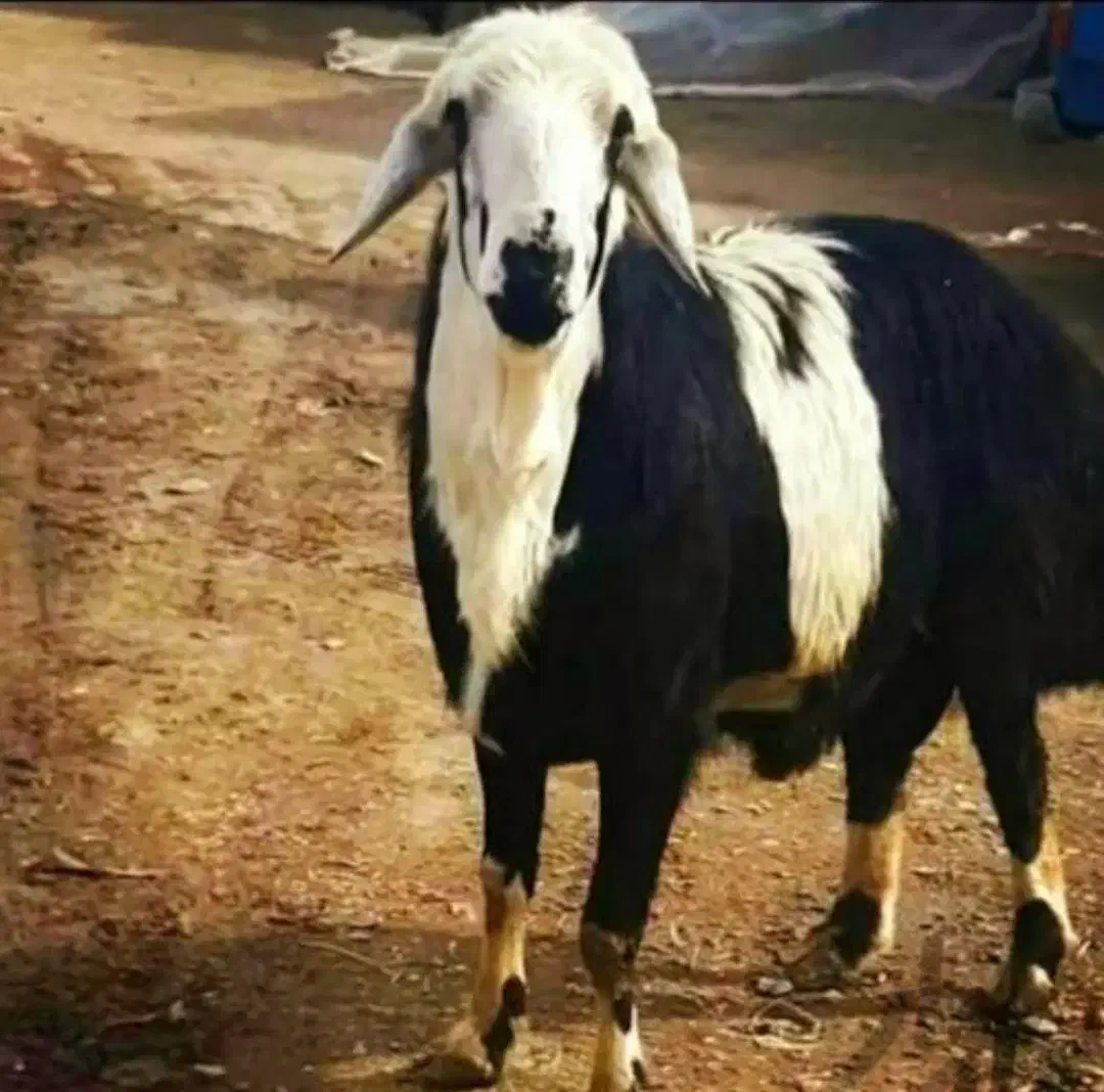 دامداری دارای تنوع زیاد گوسفند زنده +وزن وهرنژاد+|حیوانات مزرعه|مشهد, شهرک رازی (شهرک غرب)|دیوار