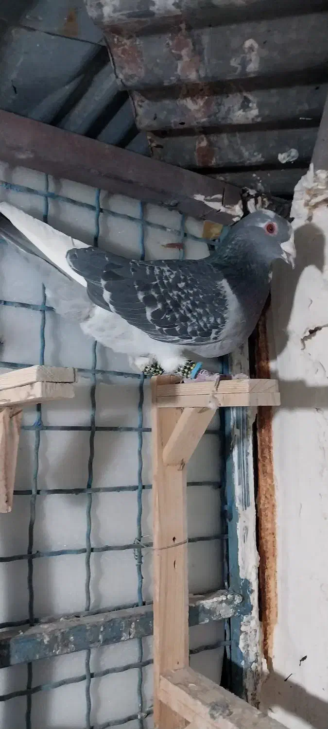 کفتر|پرنده|طرقبه, |دیوار