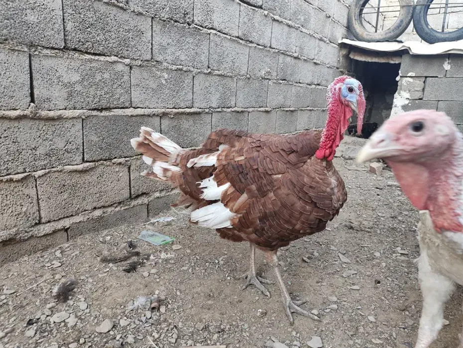 جفت بوقلمون بوربون|حیوانات مزرعه|سراوان, |دیوار