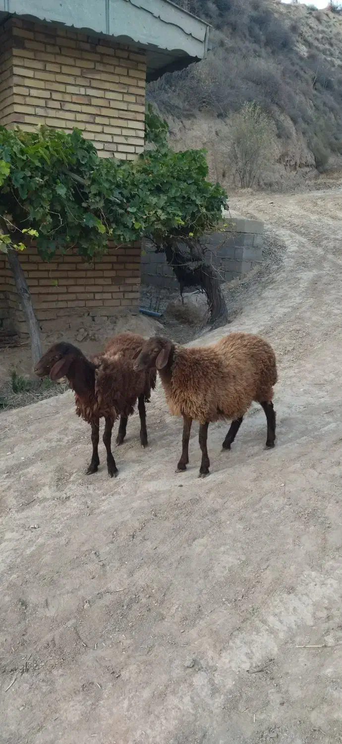 بره ماده|حیوانات مزرعه|فراغی, |دیوار