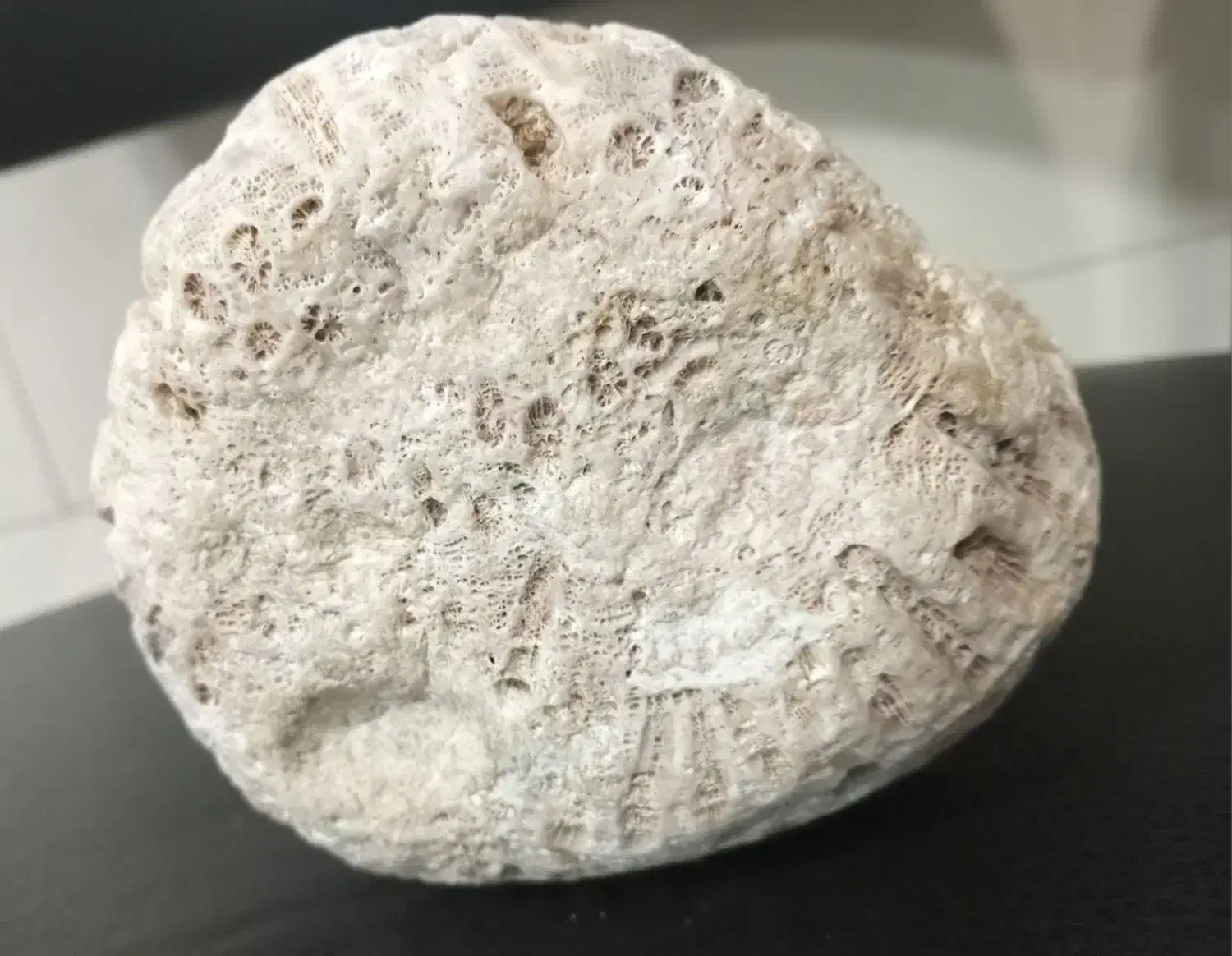 فسیل|کلکسیون اشیاء عتیقه|پاکدشت, پاکدشت (مامازند)|دیوار