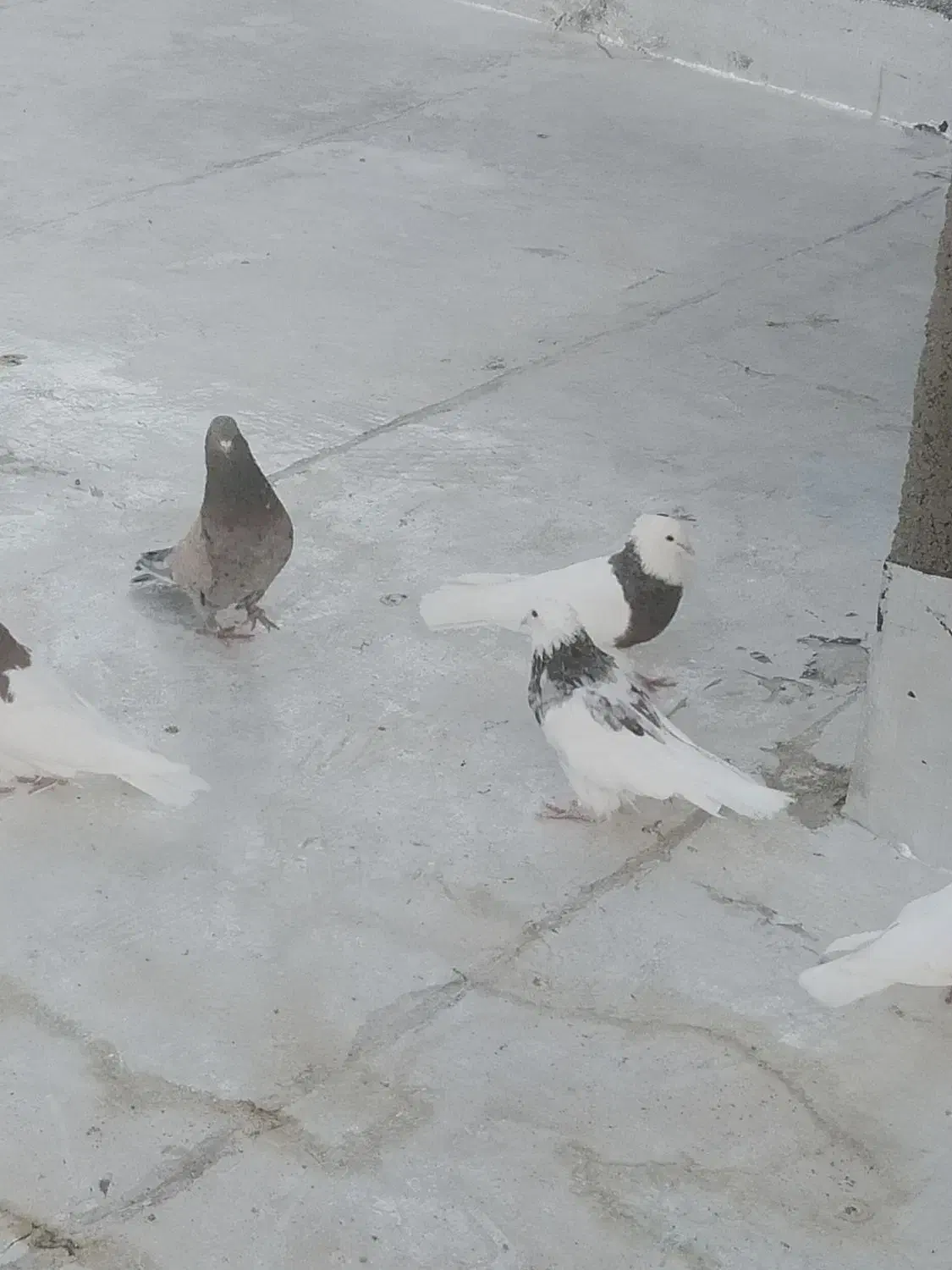 طوقی|پرنده|نطنز, |دیوار