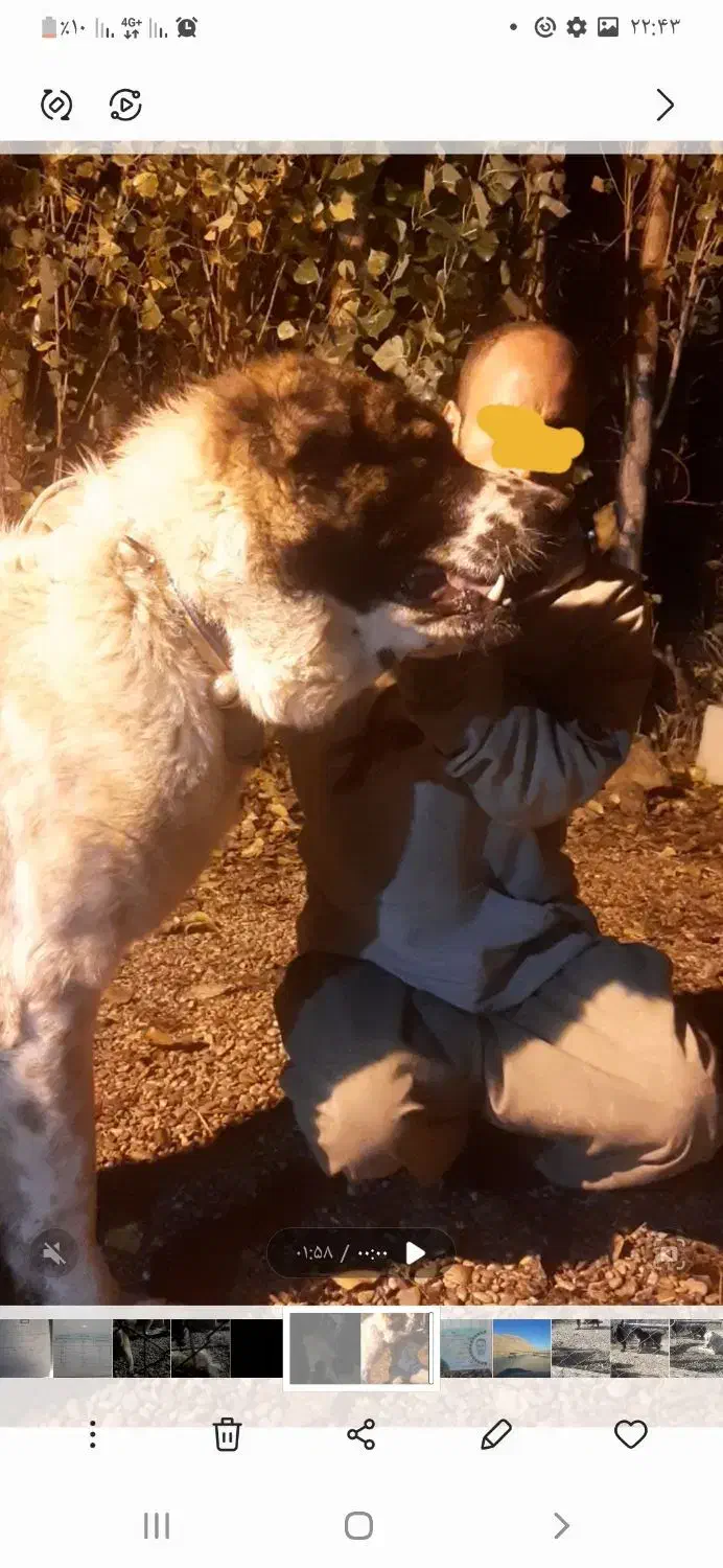 الابای نگهبان|سگ|خرم‌آباد, |دیوار