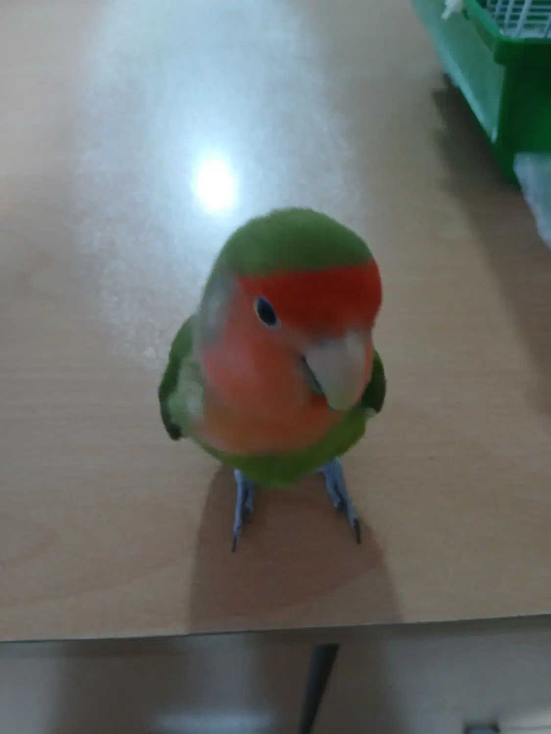 جفت طوطی برزیلی نرو ماده بازیگوش دستی|پرنده|رشت, آب و برق|دیوار