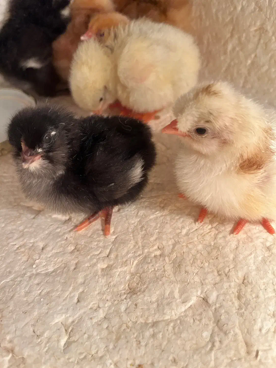 جوجه|حیوانات مزرعه|محمدشهر, سیدآباد|دیوار