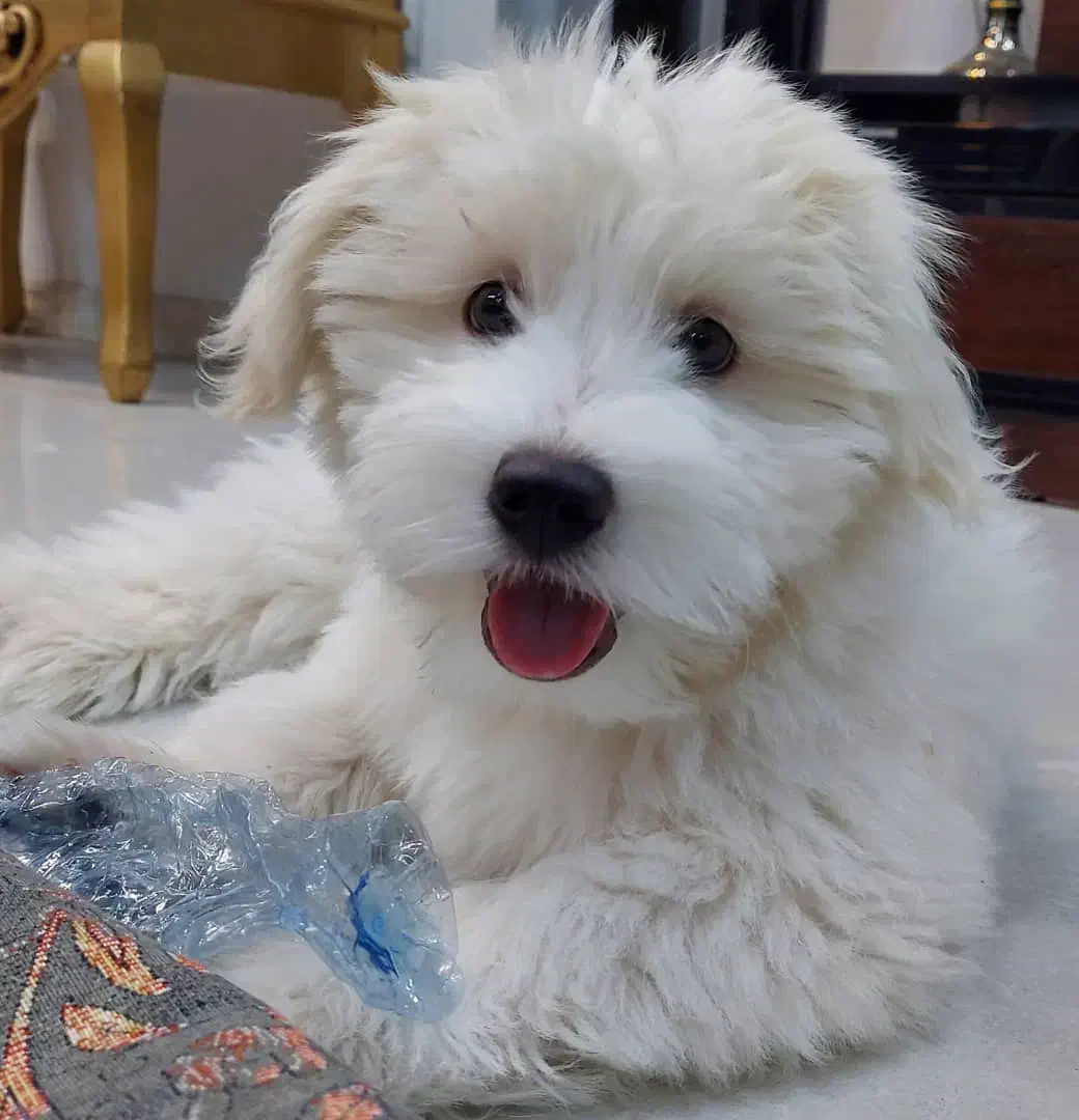 سگ نژاد مالتیز ۵ ماهه|سگ|مشهد, مشکینی (شهرک غرب)|دیوار