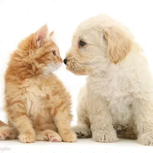 فروش سگ|سگ|تهران, پونک|دیوار