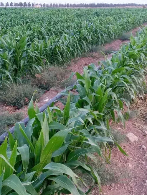 فروش یا اجاره جهت ساخت ویلا یا گلخانه یا کشت صیفی|فروش دفتر صنعتی، کشاورزی، تجاری|لنجان, |دیوار