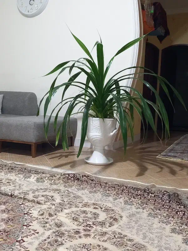 گل پاندانوس|گل و گیاه طبیعی|نیشابور, شهرک اندیشه|دیوار