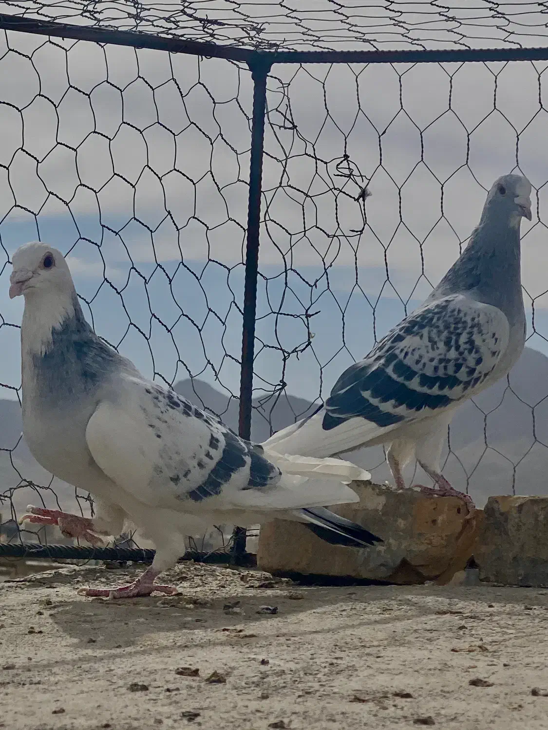 جفتگاه شامی مینا شامی ساده سیا|پرنده|تربت‌حیدریه, کلاته توکلی|دیوار