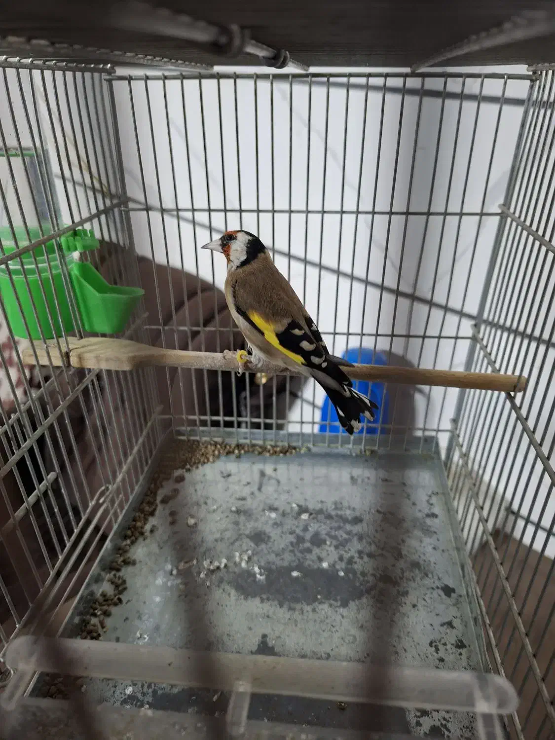 سهره جوجه قفس نازار|پرنده|بروجرد, |دیوار