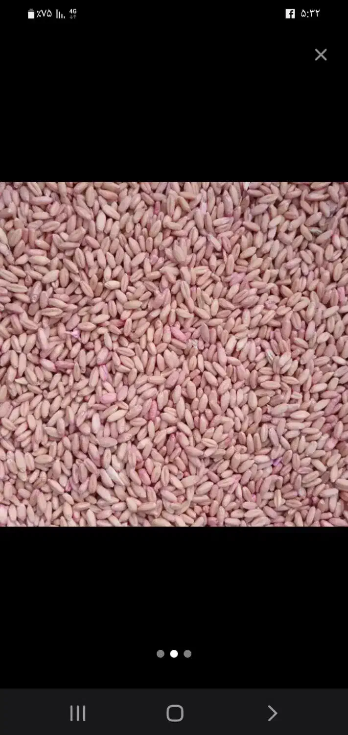 گندم دیم بوجاری شده رغم آذر۲|عمده‌فروشی|کوزران, |دیوار