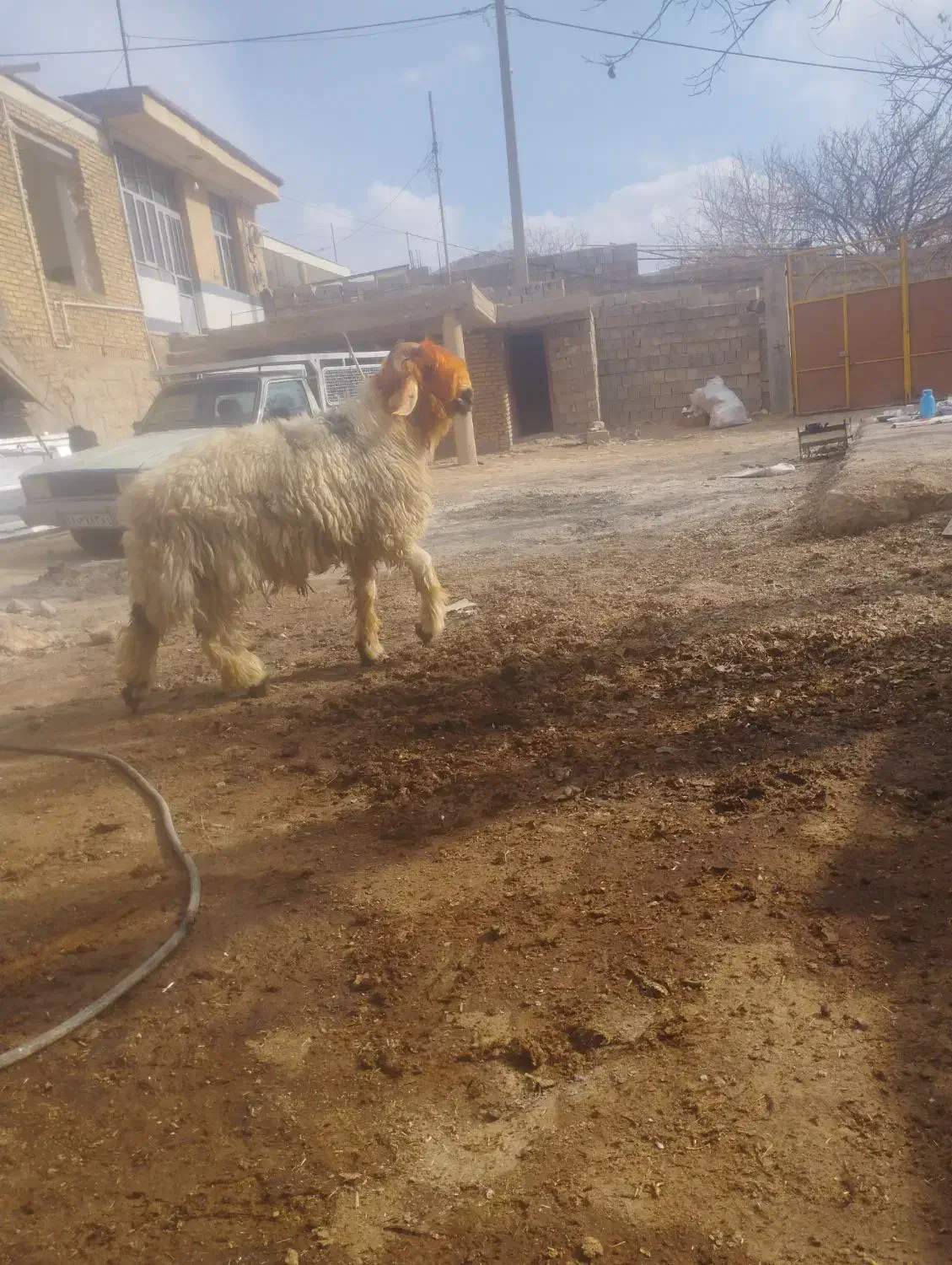 بره قوچی|حیوانات مزرعه|کوهرنگ, |دیوار