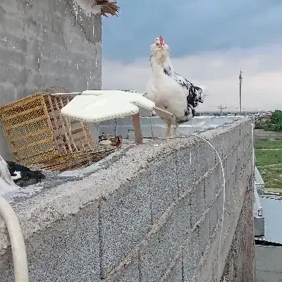 مرغ گلین لری پنگوئنی|حیوانات مزرعه|رامیان, |دیوار