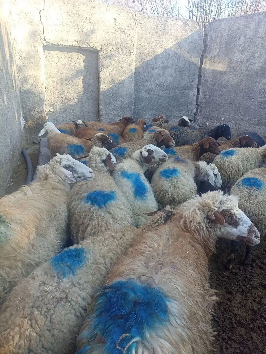 گوسفندآبستن|حیوانات مزرعه|مریوان, |دیوار