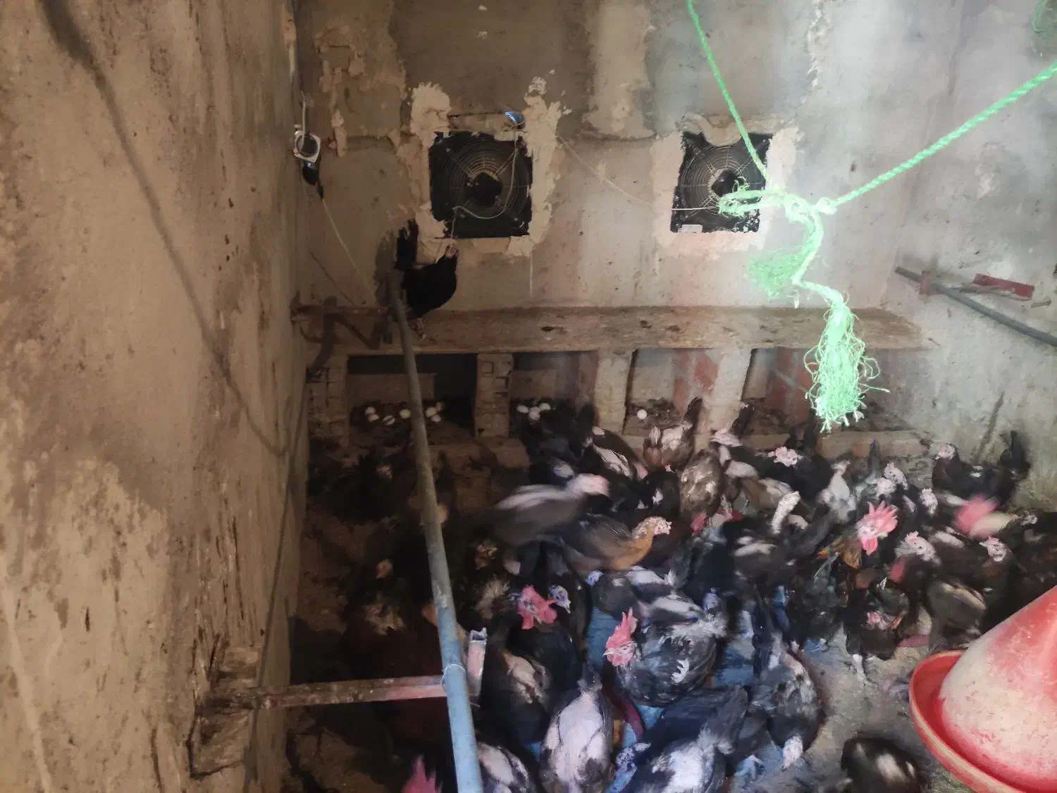 مرغ خروس جوان و تخم گزار دستگاه جوجه کشی|حیوانات مزرعه|جیرفت, |دیوار