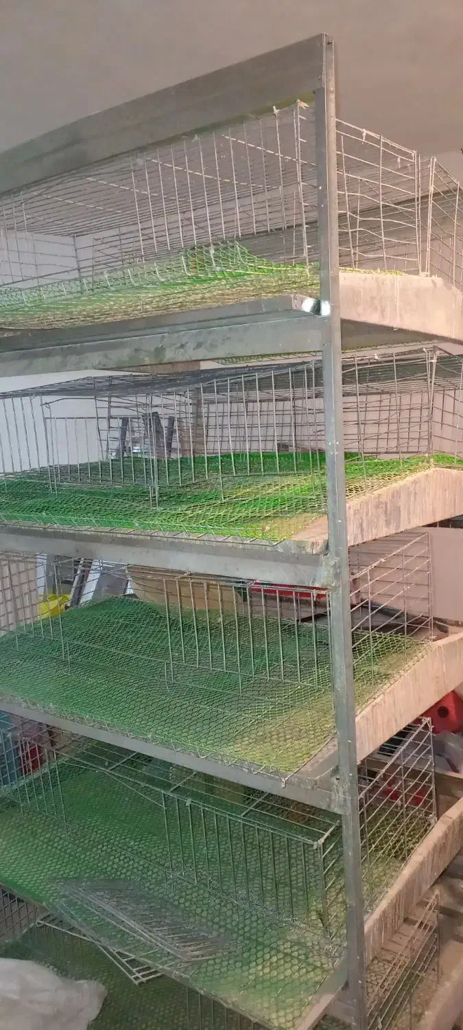 قفس بلدرچین تخم گذار|لوازم جانبی حیوانات|شوشتر, |دیوار