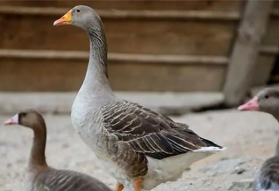 گمشده یک عدد غاز|حیوانات|خلخال, |دیوار