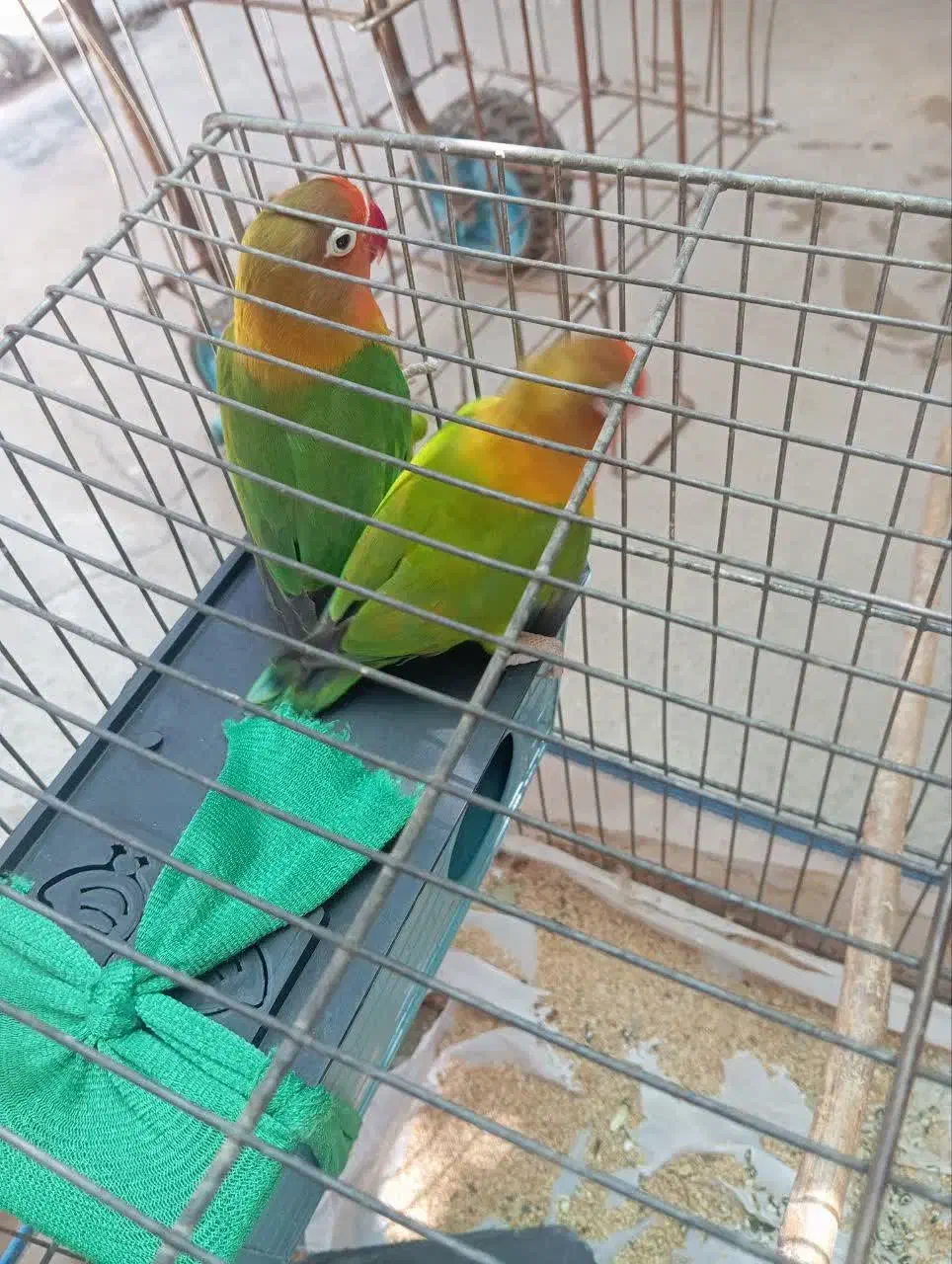 کوتوله قیمت مناسب|پرنده|قم, یخچال قاضی|دیوار