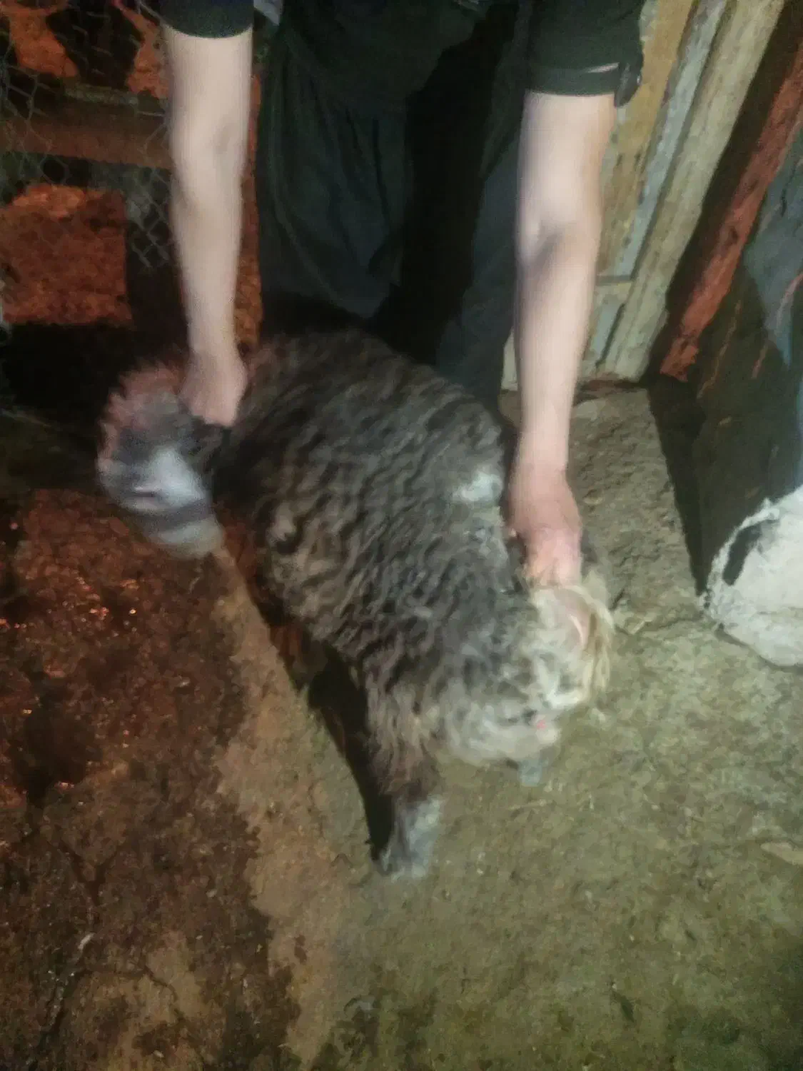 اراس‌بره|حیوانات مزرعه|دهدشت, |دیوار