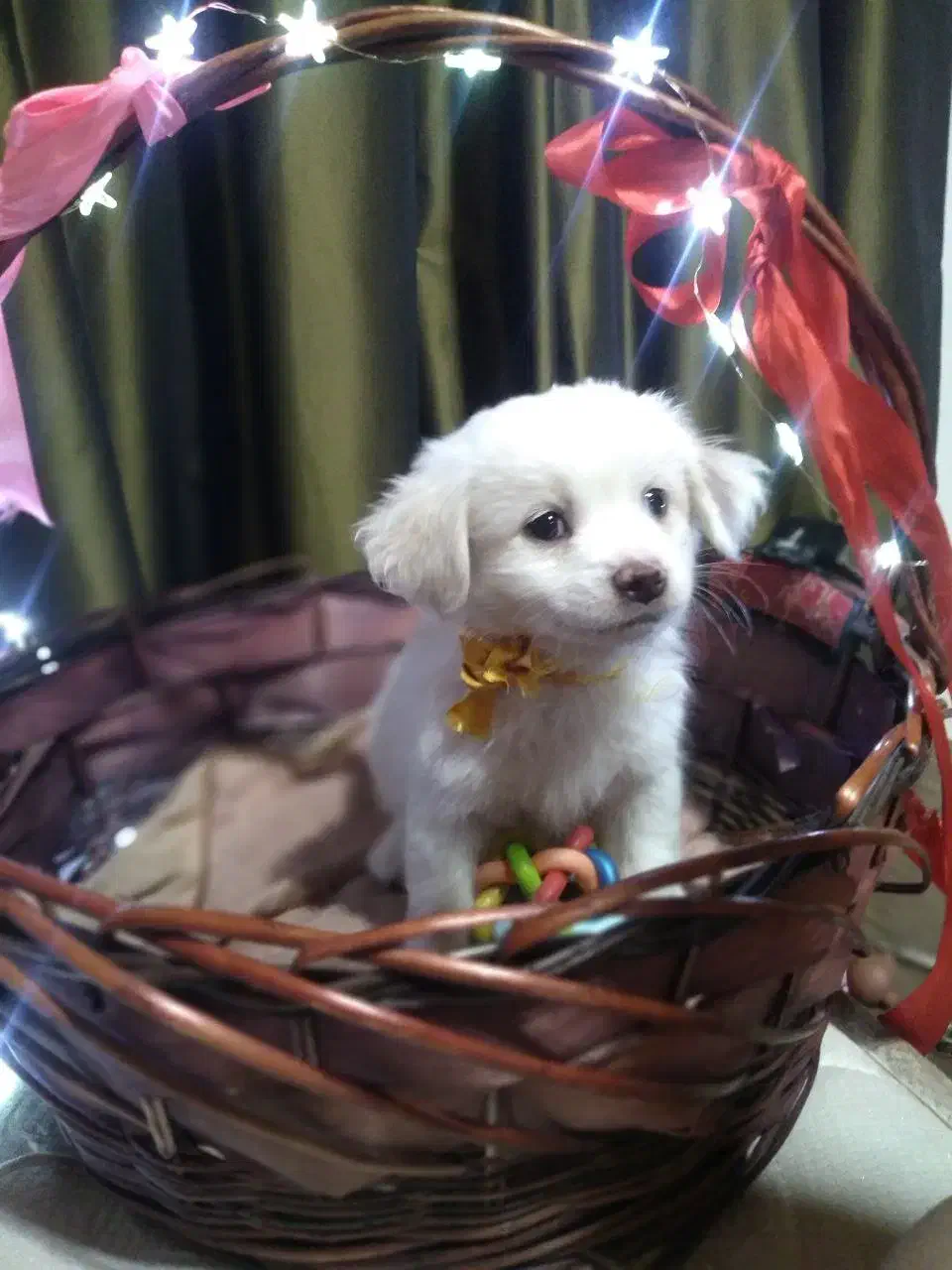 5 عدد توله اشپیتز 3 ماهه|سگ|رودهن, |دیوار