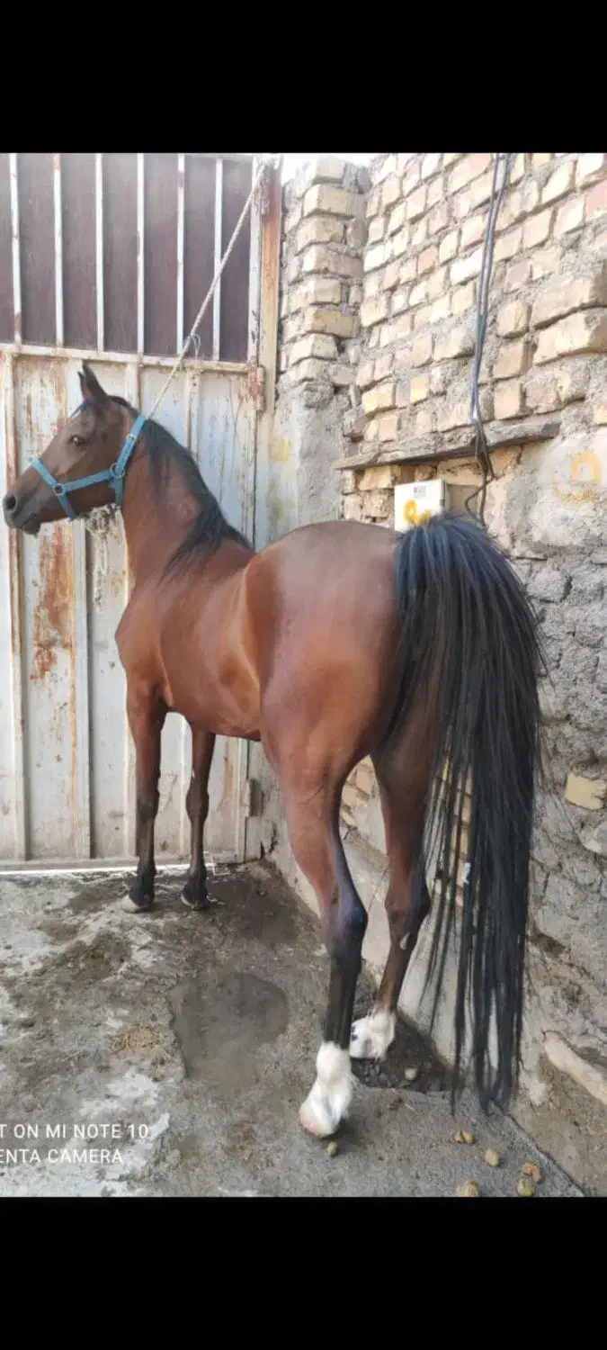 فروشی|اسب و تجهیزات اسبسواری|خمین, |دیوار