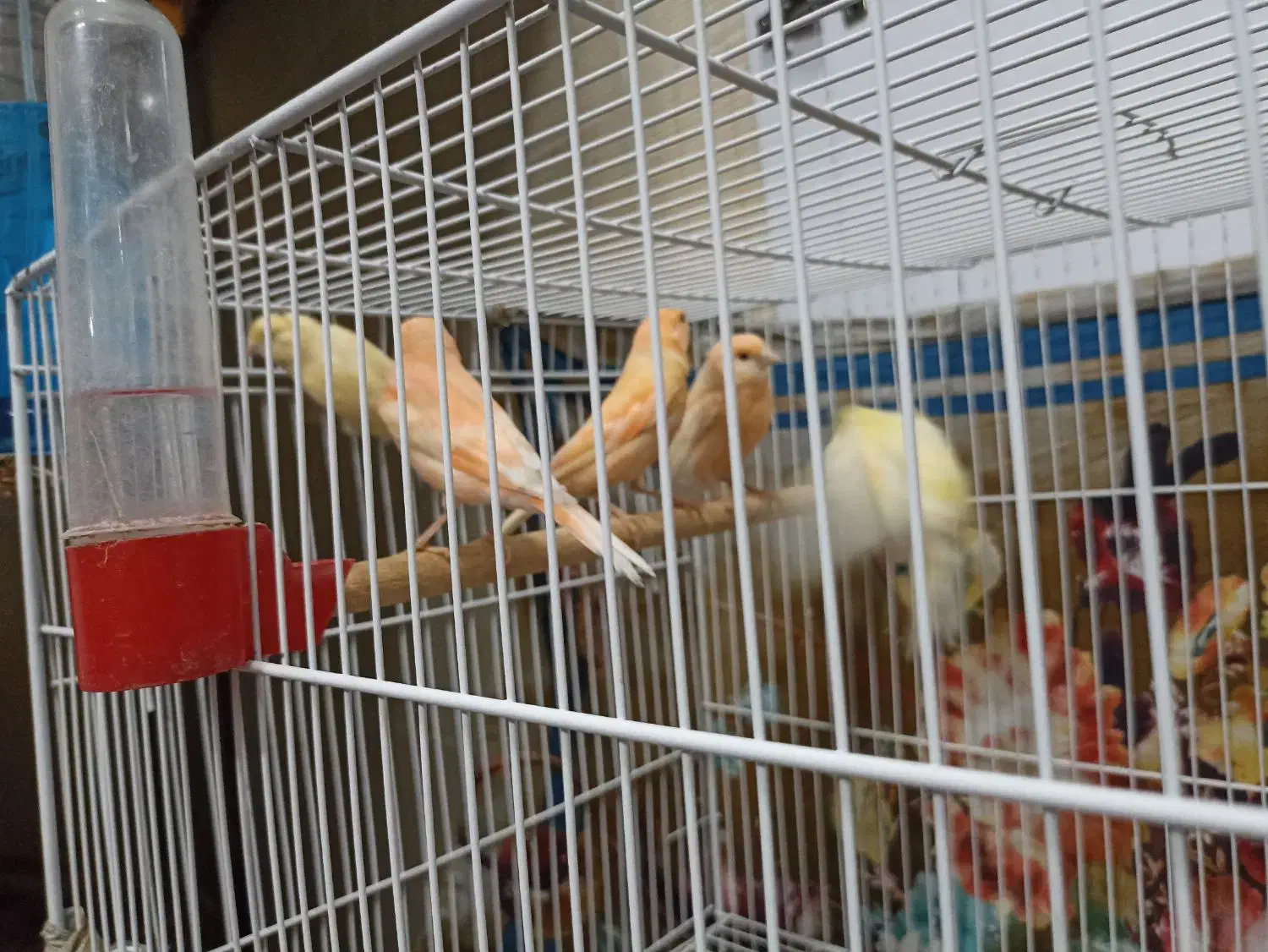 عروس قناری مرغ عشق فنچ گرینچیک|پرنده|خواف, |دیوار