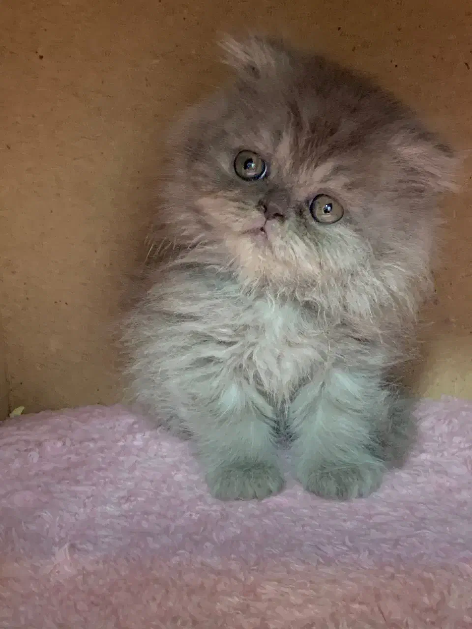 بریتیش بلو کیفیت بالا|گربه|رشت, لاکانی|دیوار