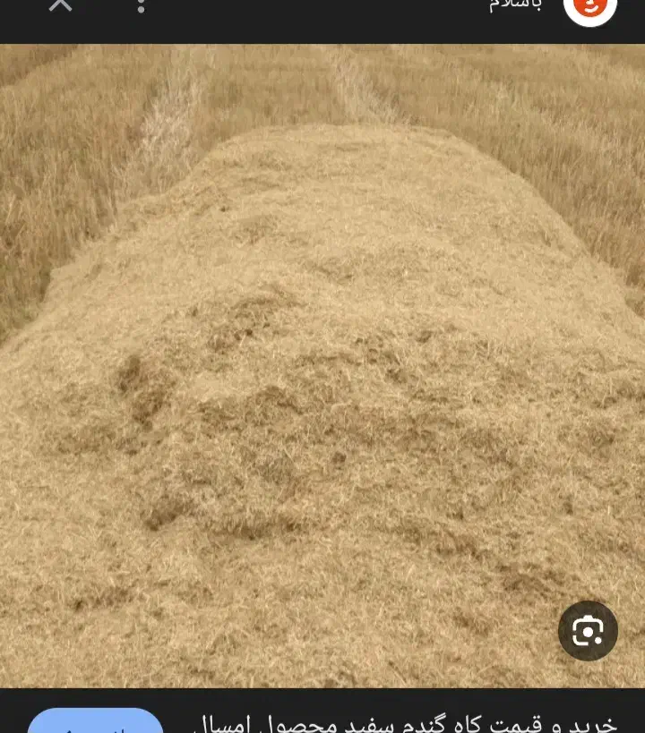 کاه|حیوانات مزرعه|قروه, |دیوار