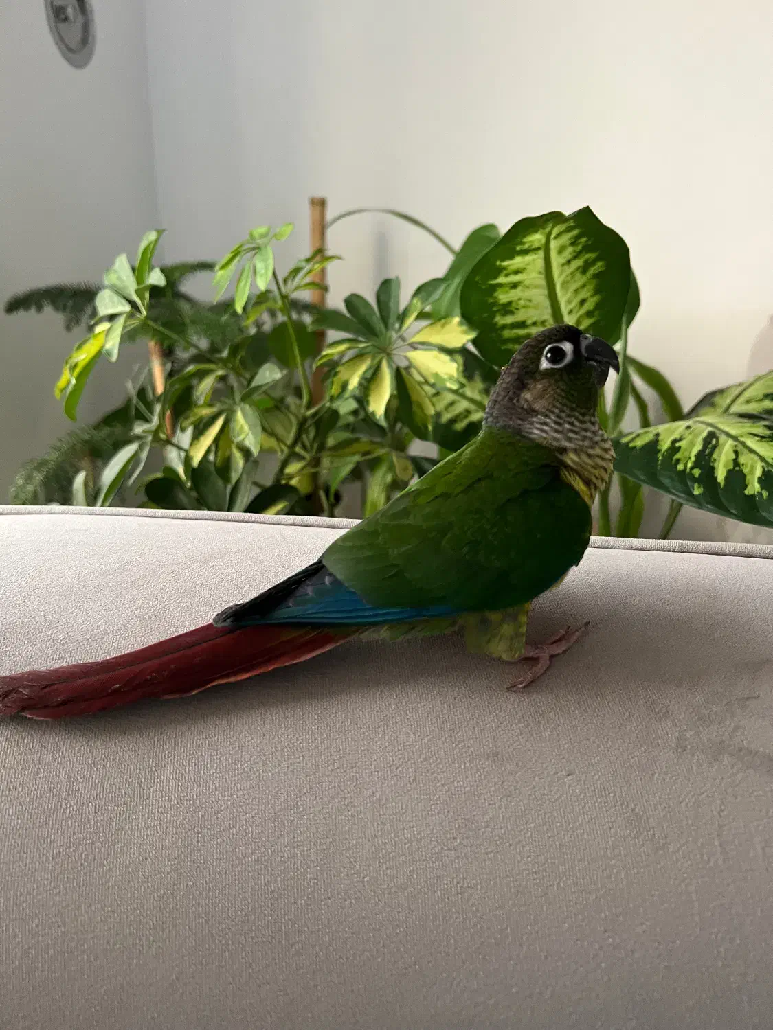 طوطی گرینچیک رد فکتور|پرنده|سعدآباد, |دیوار