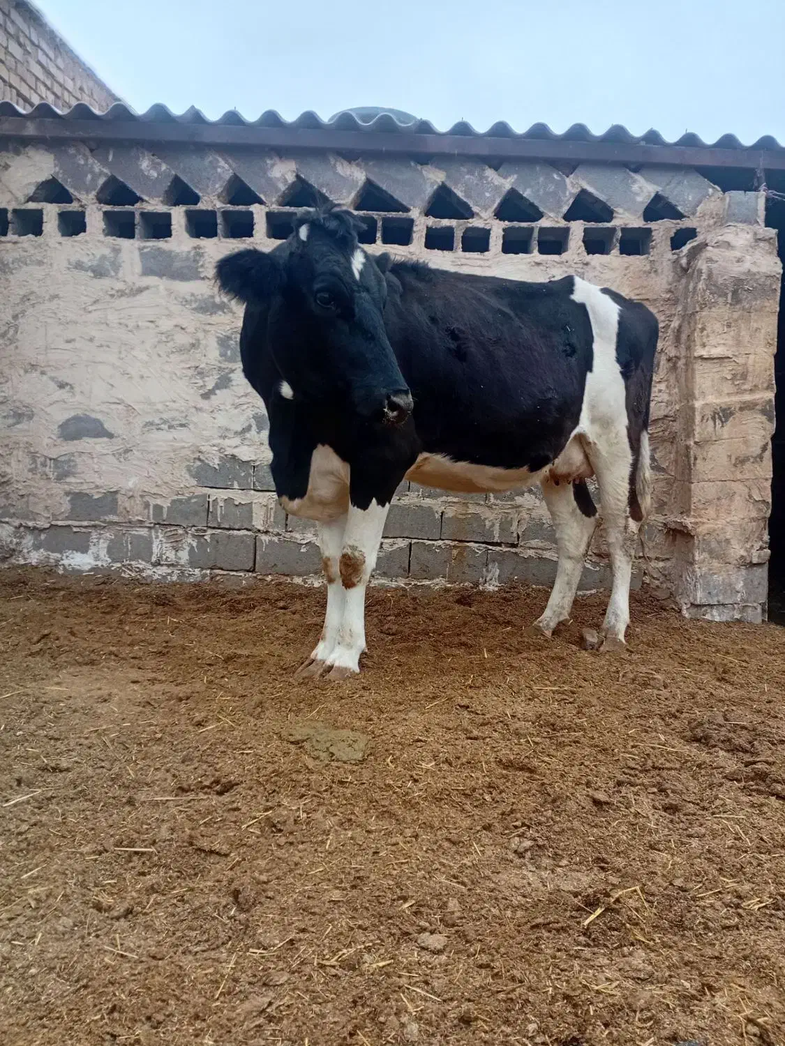 گاو تلیسه گوساله|حیوانات مزرعه|تربت جام, میان جام|دیوار