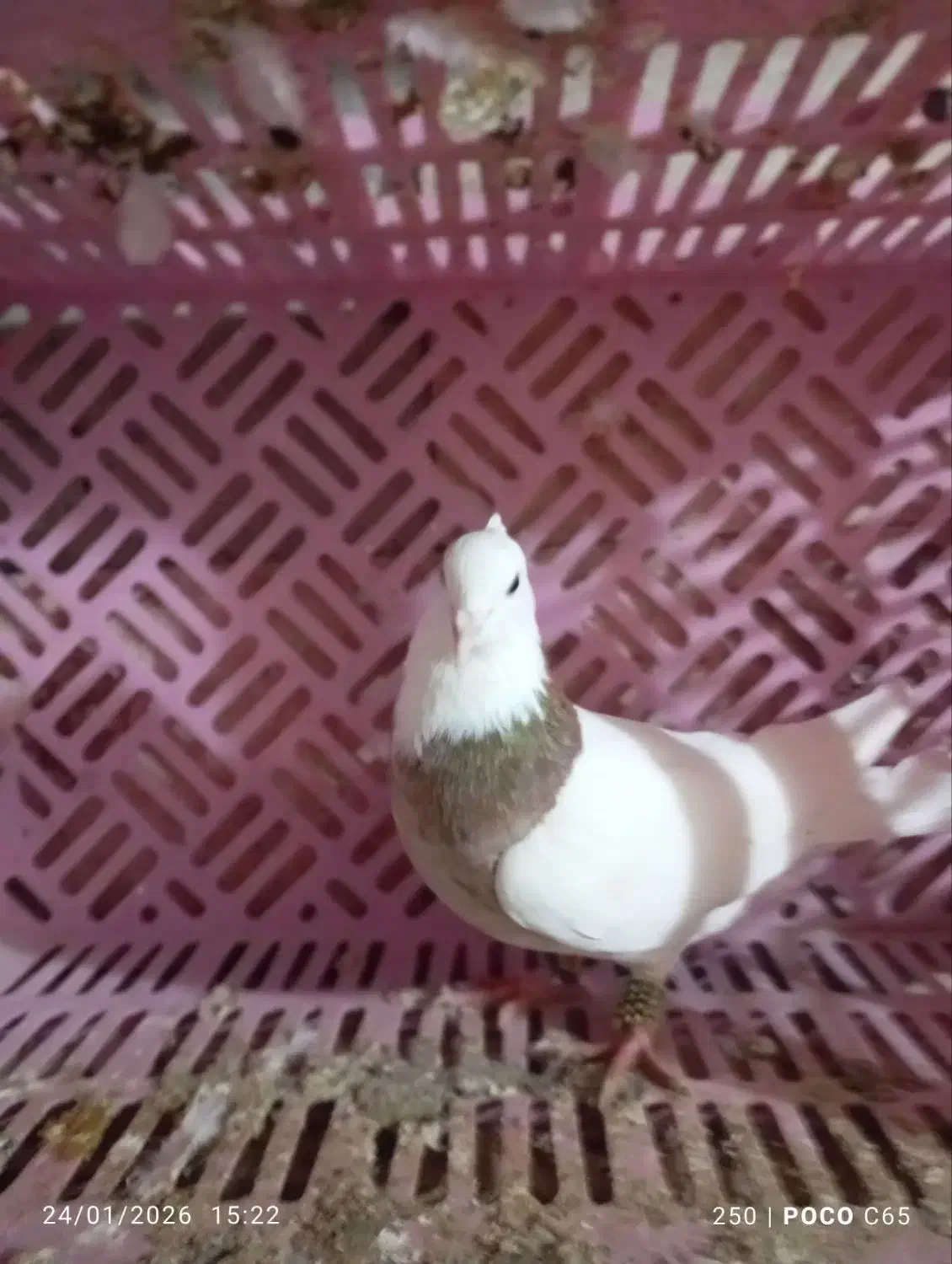 گمشده|حیوانات|تربت جام, حافظ|دیوار