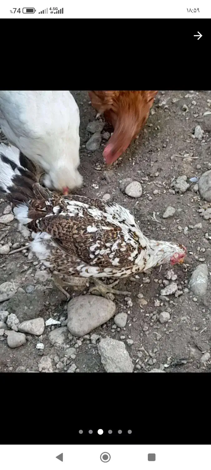 مرغ گلین|حیوانات مزرعه|نوشهر, |دیوار