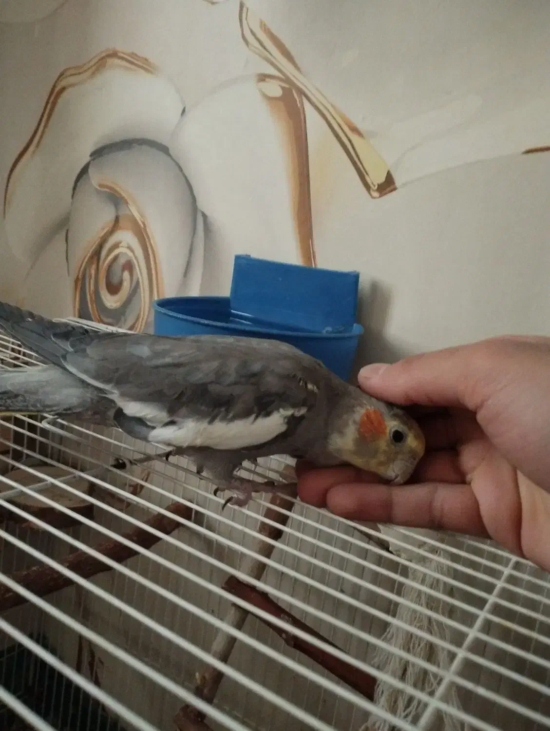 گرینچیک عروس هلندی قفس|پرنده|اندیشه, اندیشه فاز ۱|دیوار