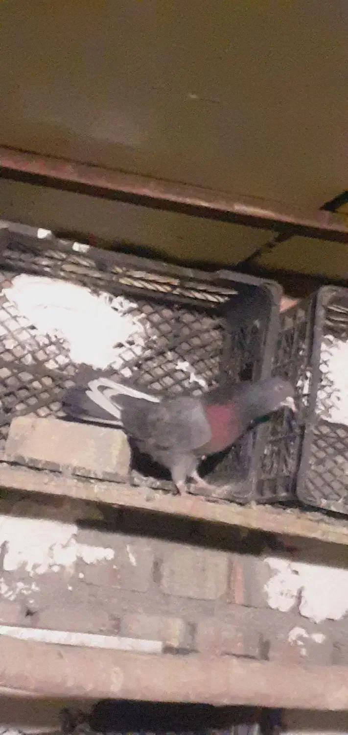 نرسبزتیزه سفید|پرنده|نوبران, |دیوار