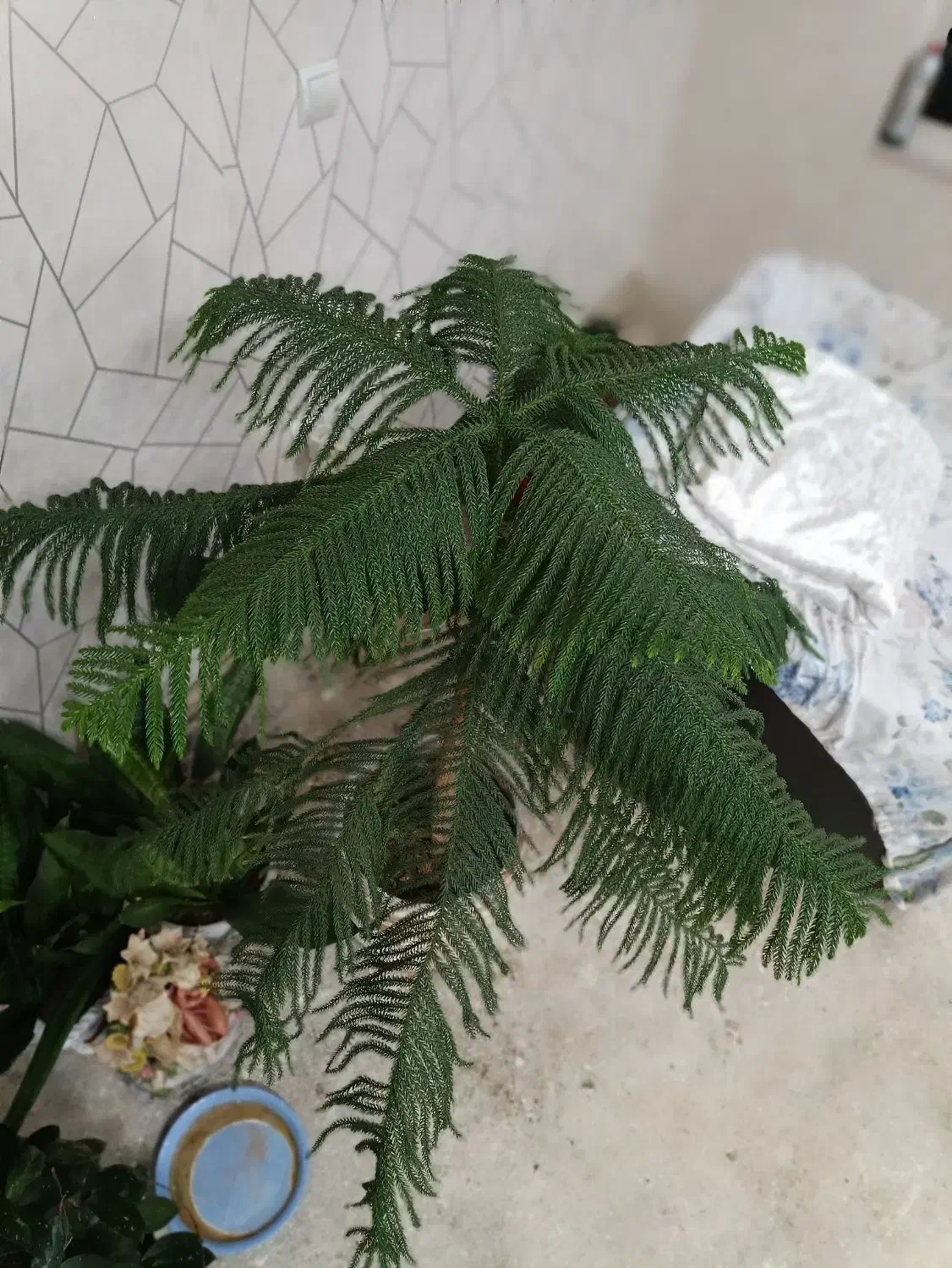 کاج مطبق|گل و گیاه طبیعی|صوفیان, |دیوار