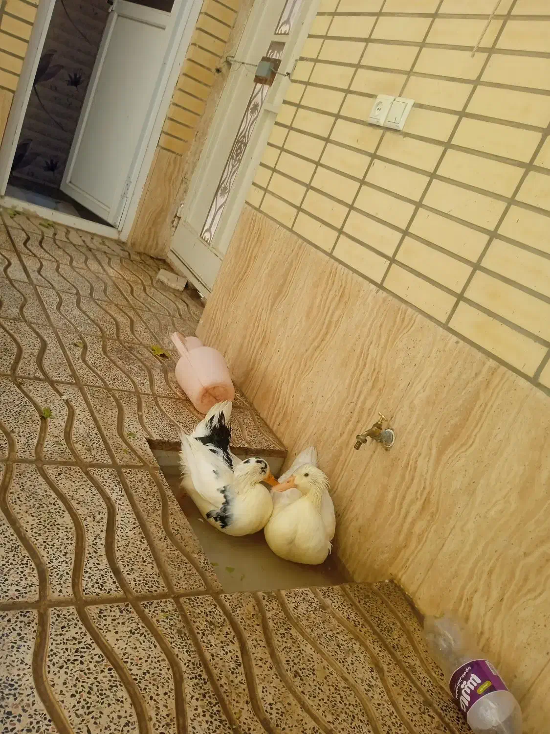 اردک|حیوانات مزرعه|شهرضا, |دیوار