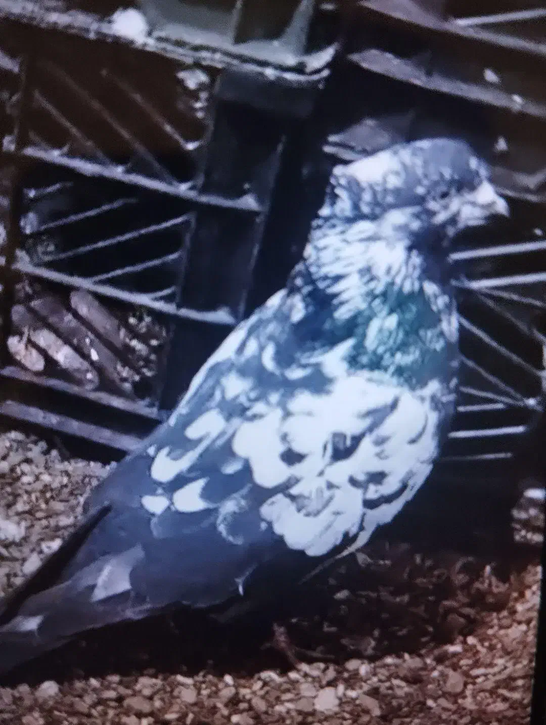 یگ عدد کبوتر گم شده|پرنده|آستارا, |دیوار