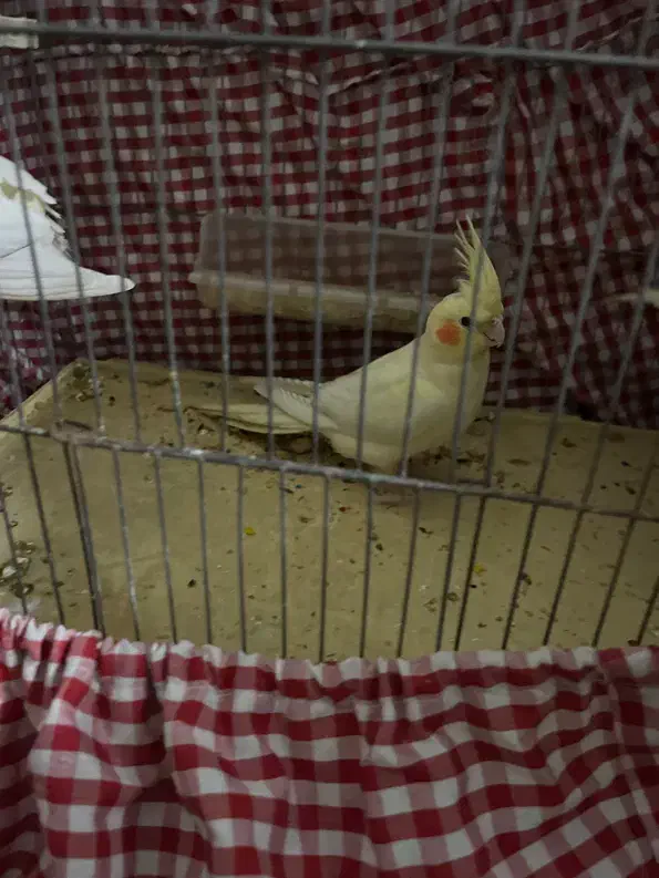 عروس هلندی|پرنده|تهران, تهرانسر مرکزی|دیوار