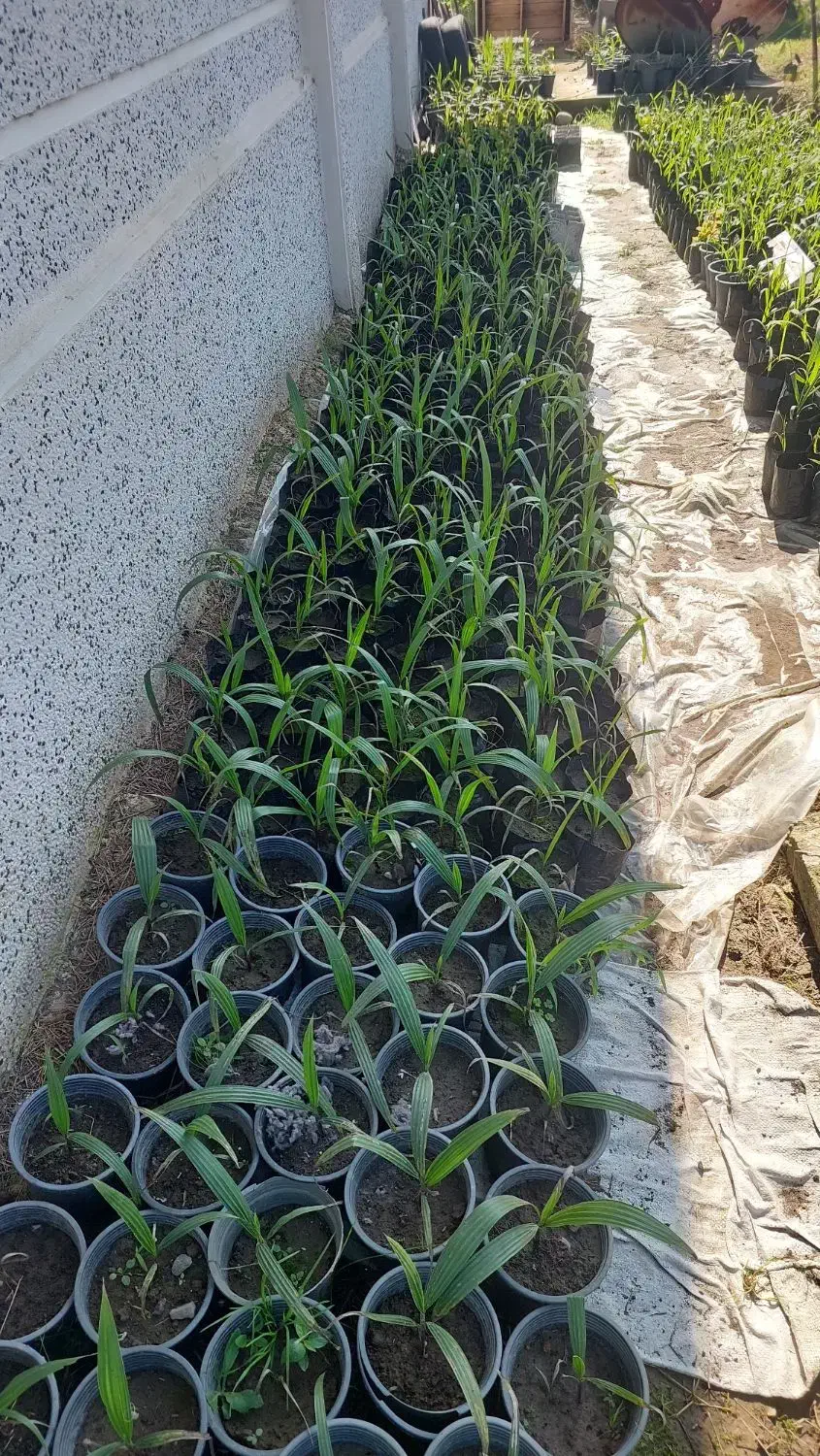 نشاء گیاه پالم|گل و گیاه طبیعی|رودسر, |دیوار