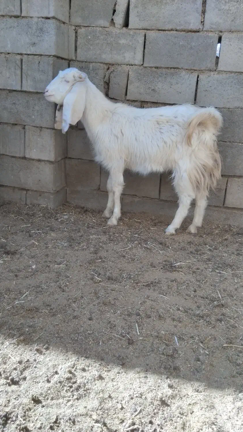 بزغاله|حیوانات مزرعه|خواف, |دیوار