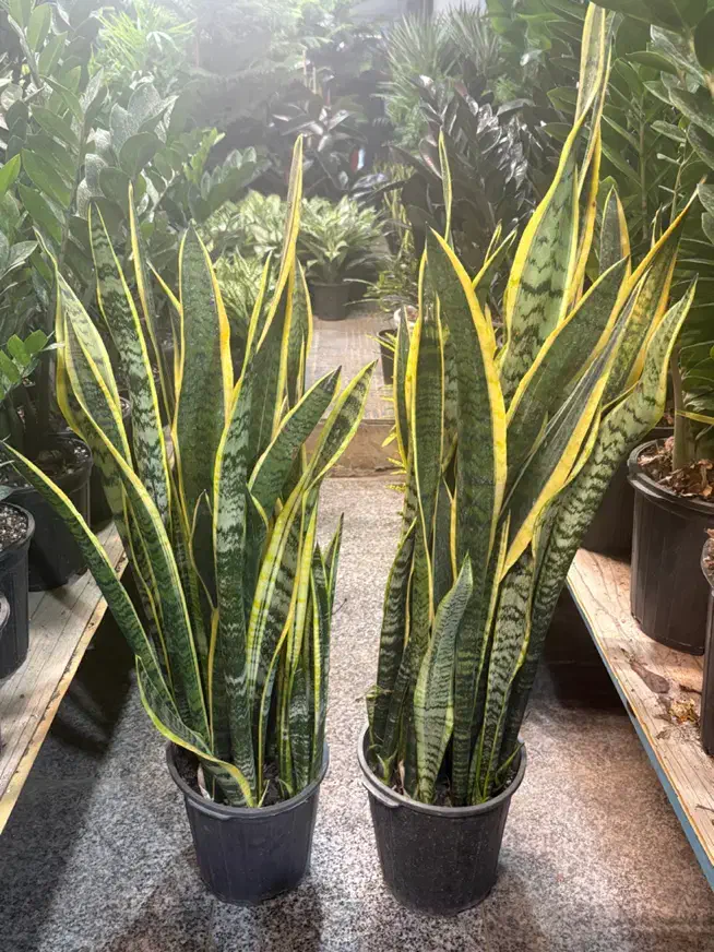 سانسوریا انواع گل وگیاه اپارتمانی|گل و گیاه طبیعی|تهران, مشیریه|دیوار