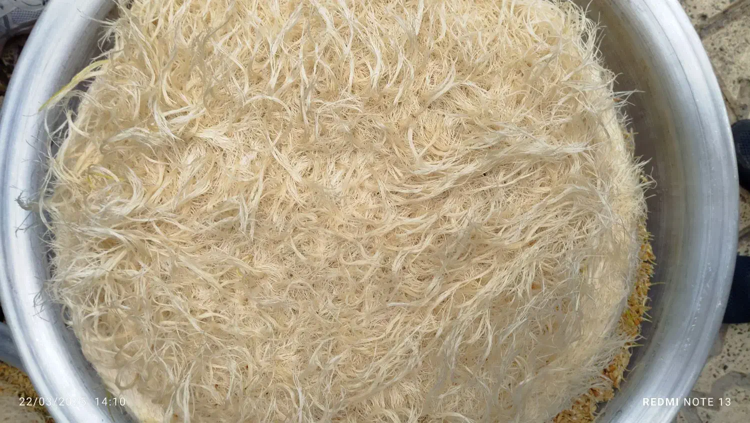 سمنواعلاخانگی مصباح|خوردنی و آشامیدنی|کرج, ساسانی (قلمستان)|دیوار