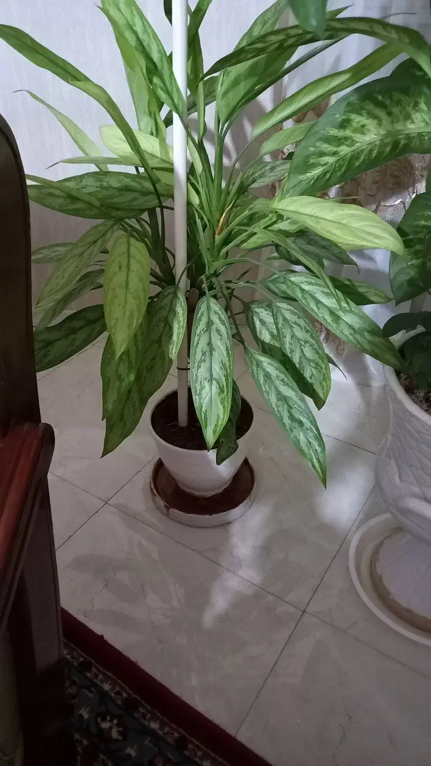 گلهای زیبا و آپارتمانی|گل و گیاه طبیعی|فردیس, شهرک وحدت|دیوار