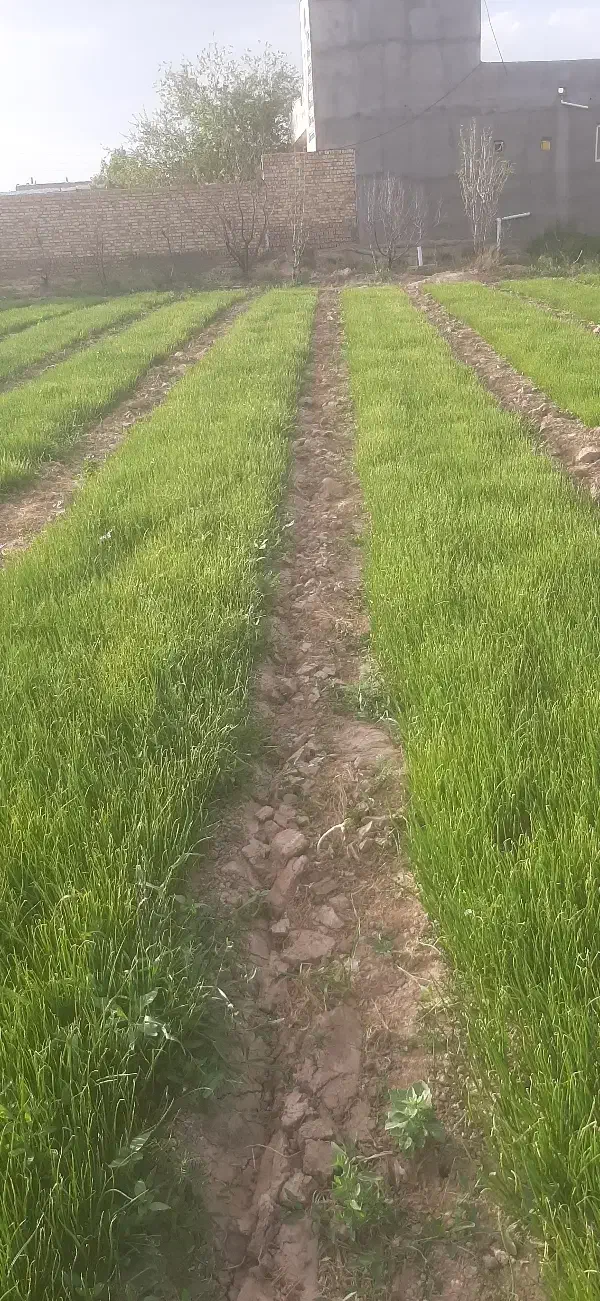 نشا پیاز|خدمات باغبانی و درختکاری|اسفرورین, |دیوار