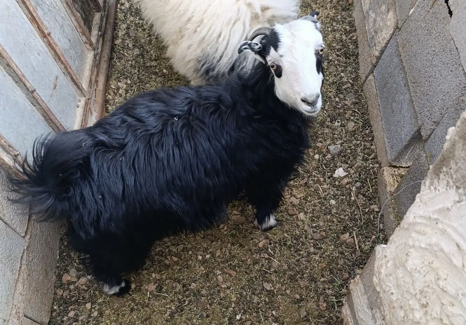 گوسفند زنده|حیوانات مزرعه|آباده, |دیوار