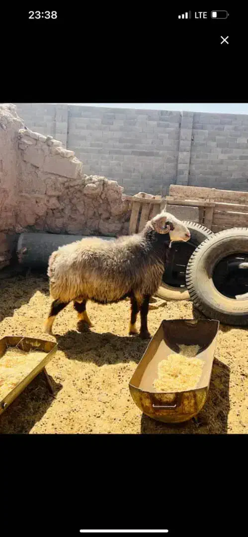 قوچ نژاد دار|حیوانات مزرعه|سیرجان, |دیوار